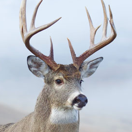 deer@fosstodon.org
