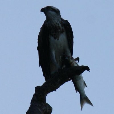 monkeyiq@fosstodon.org