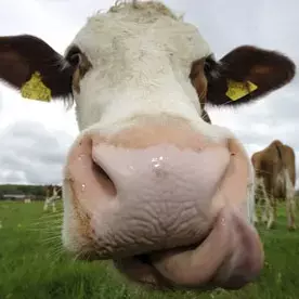 holycowman@fosstodon.org