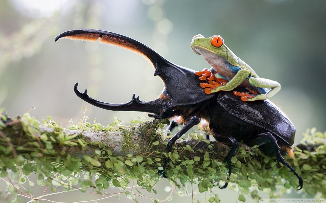 Header Image