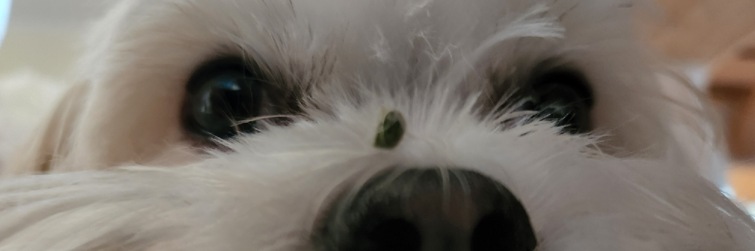 Header Image