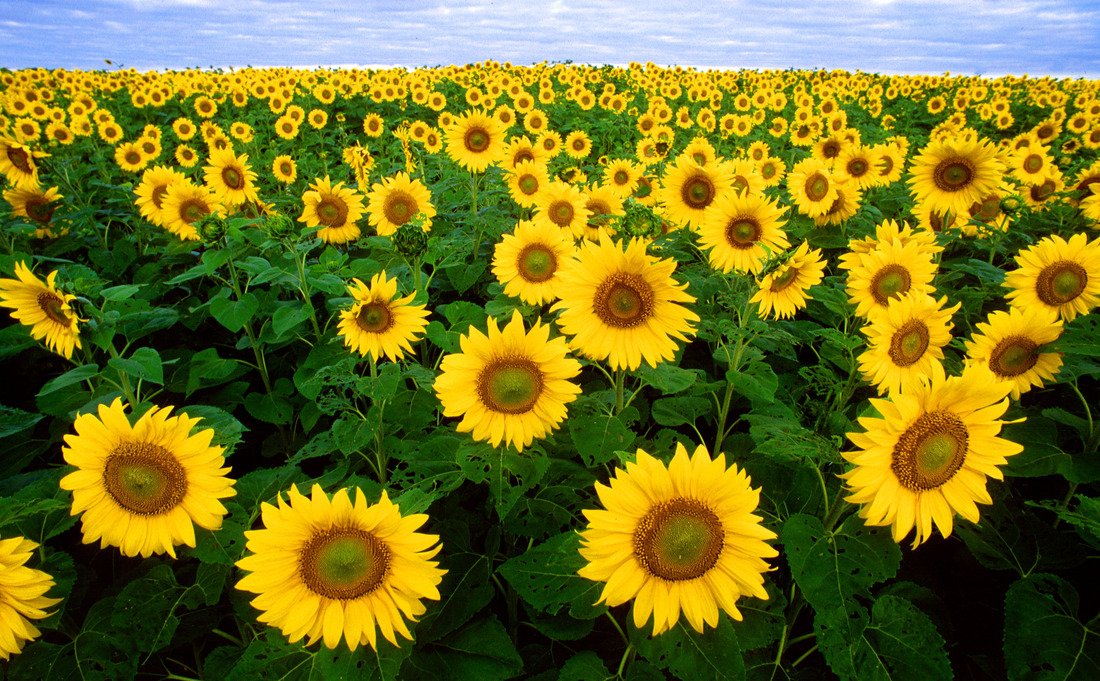 Header Image