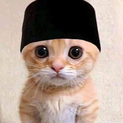 poes 🇵🇸's avatar