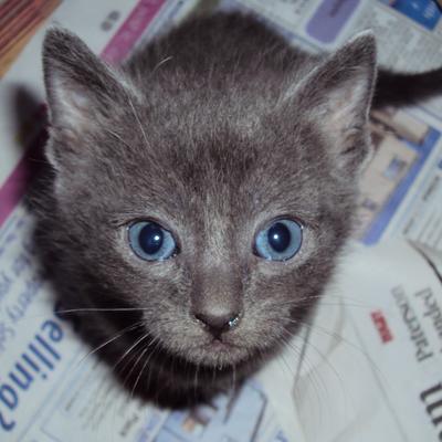 greycat's avatar