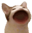 :popcat: