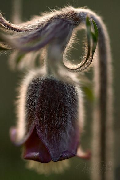 A macro photo of a Pulstailla pratensis flower, surrounded by the rays of the setting sun. In the upper part of the photo we can see a blurry, downward-bending stem. From this stem hangs a large, hairy and slightly sharper flower. The light falls from the back, so the flower is shaded. Between the plant and the invisible sun, the magic of light plays out.