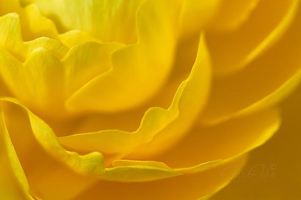 A close-up of a buttercup flower in a home garden. The entire frame is occupied by a fragment of a flower. Only the sharp edges of the petals allow you to recognize the flower. The rest of the photo creates a yellow-tinted, out-of-focus universe.