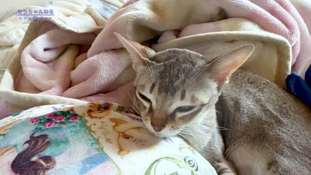 【シンガプーラー】猫と過ごす癒しの時間🐾 まったりリラックスタイム