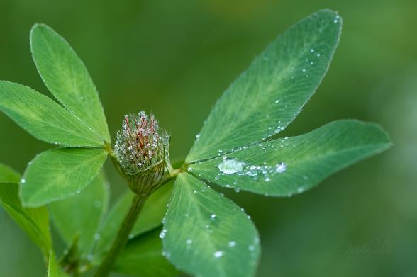 A close-up of a clover flower after rain. A few individual drops remained on the leaves. The flower has accumulated a very large number of tiny drops of water.