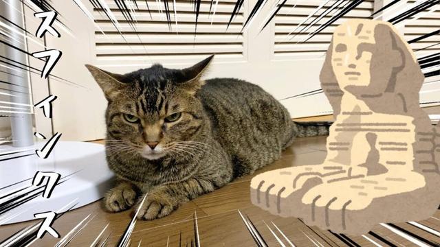 スフィンクスすぎる猫を触ろうとした結果...