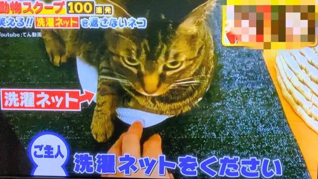 凶暴猫てんちゃんがテレビに出たときの超貴重映像！！