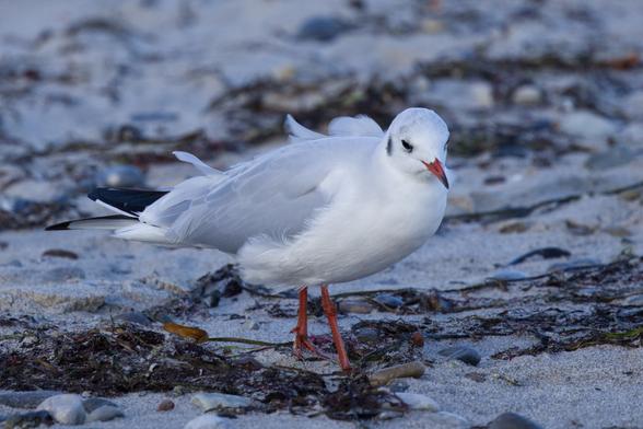 Eine Lachmöwe (Chroicocephalus ridibundus) läuft über einen Sandstrand. Um sie herum Tang.
Der Vogel hat einen roten Schnabel mit schwarzer Spitze und rote Beine. Das Gefieder ist am Körper und Schwanz weiß. Der Kopf weist eine Grauschattierung auf. Hinter den Augen sitzt jeweils ein schwarzer Fleck. Die Flügel sind an der Oberseite hellgrau, die Schwungfedern schwarz.