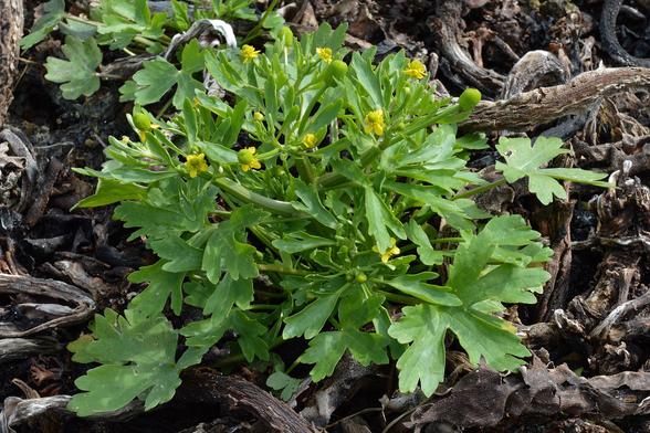 A photo of a buttercup plant growing among dark dried up seaweed.