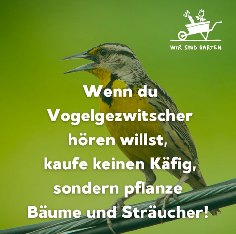 Ein Vogel und der Spruch der Caption