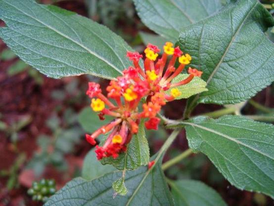 uma flor selvagem em Minas Gerais