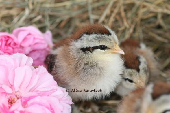Poussin de race naine Sabelpoot, variété argenté saumoné, et roses anciennes