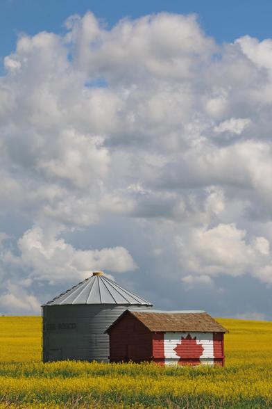 Metal grain shed and small wooden shed stand together in a vibrant yellow canola field. The side of the wooden shed has the Canada Flag painted on it. The sky rises in the background, blue with lots of fluffy white clouds.