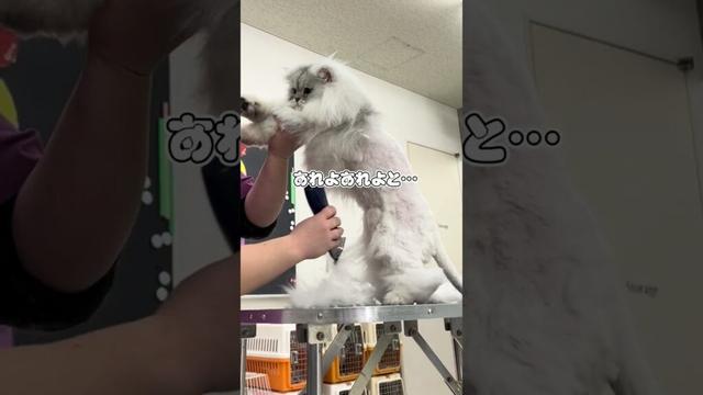 ペルシャのひじきが初ライオンカット #shorts #猫 #ライオンカット #トリマー #動物専門学校