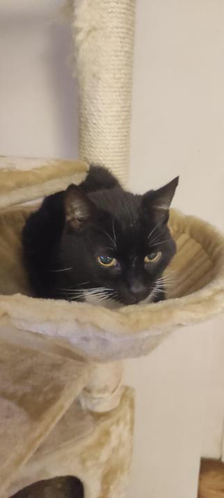 Schwarze Katze mit weißem Latz liegt in einer Kuhle am Kratzbaum