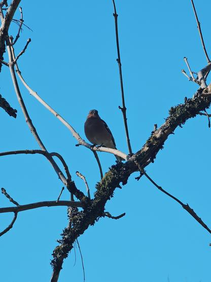A small bird, possibly a chaffinch, perched on a mossy bare tree branch against a vivid blue sky. Thin branches frame the bird, and the photo captures a quiet, crisp moment in nature.