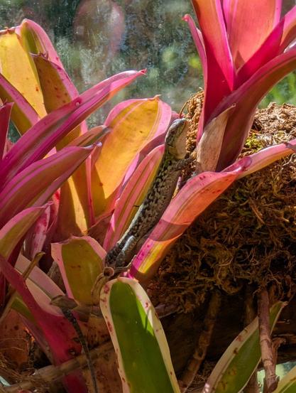 Lizard on a tropical plant. The lizard is facing right and towards the top of the frame. The plant leaves are colorful with reds, yellows, and greens.