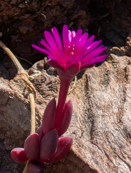 Some kind of purple succulent flower growing out of a rock. The granular texture of the purple skin of the succulent leaves is visible at the bottom of the frame