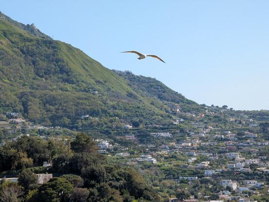 A sea gull in clear blue sky, a hill and many buildings visible in the background.