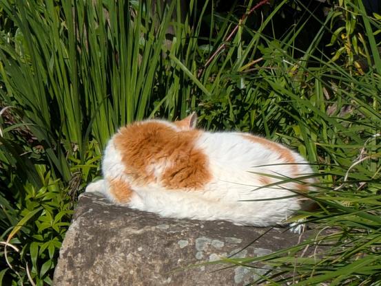 One of the cats we met at the gardens, this one was white with orange spots. We petted them.