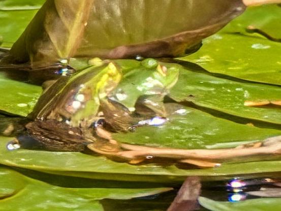 A pair of tiny frogs on lily pads (highly zoomed smartphone photo, algorithmically enhanced) -- they were actually playing leapfrog