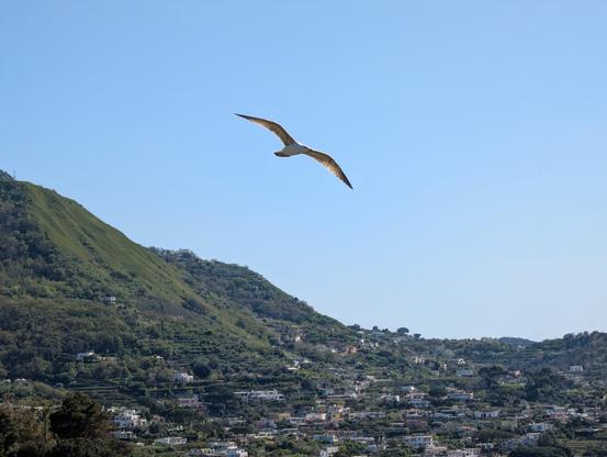 A seagull soars in the clear blue sky above the hills. Houses are visible on the ground but too small to make out individual details. You can tell it's pretty rustic.