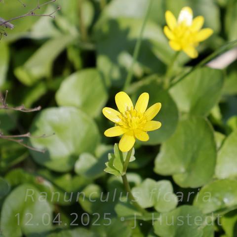 Über glänzend grünem Laub erhebt sich eine leuchtend gelbe Blüte mit acht Petalen und zahlreichen gelben Staubblättern