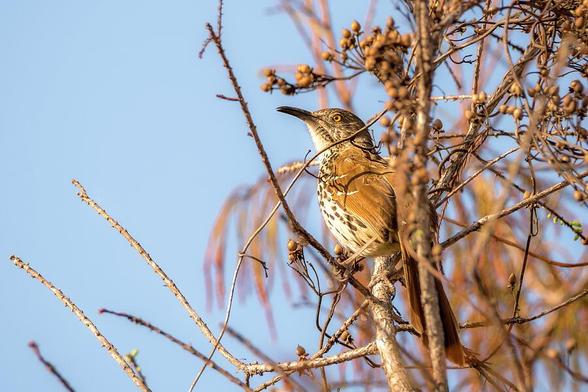 A bird with a long, curved beak perches on a branch surrounded by dry twigs and seed pods. The background is a clear blue sky, providing a vivid contrast to the bird's plumage. Photography by Debra Martz