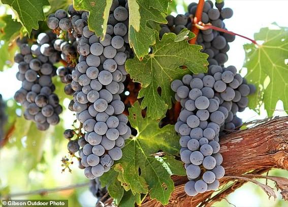 Cabernet Sauvignon is one of the most popular grapes in the world for the wine industry, but generally conditions are too cold in the UK for the variety to thrive (file photo)