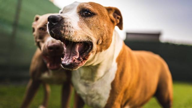 Hunde-Duo wurde jahrelang vernachlässigt – Zuhause gesucht