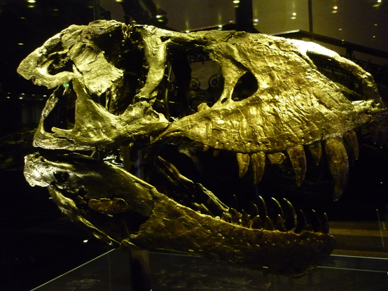 The original skull of Tristan Otto, a 66 million year old T-Rex fossil at the Natural History Museum in Berlin. The skull is 98% complete, the most complete skull of a T-Rex found so far.