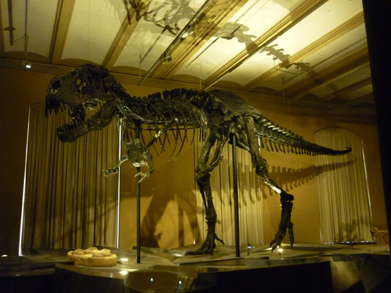 Mounted Tristan Otto, with a replica skull (original was too heavy). Seen from the side.