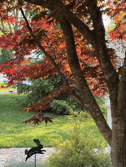 A metal leaping rabbit cutout is installed in a planting bed under a now fully leafed-out Japanese maple tree (which is currently very red!)  The photo is taken from under the tree, towards the sun, so the tree is lit attractively in a dappled way.

A sidewalk is visible behind the bun, and grass, and the base of a large spruce tree.  Various other plants are in the area with the rabbit, including some almost-blooming Dianthus and a yellow blobby every...yellow, I guess.

But the star is the bunny.  It's his day.  Hope yours is great, too.