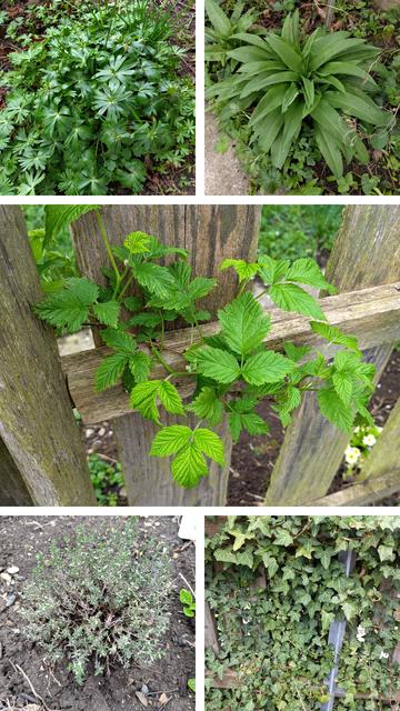 Kollage aus 
#Eranthis hyemalis
#Allium ursinum
#Rubus idaeus
#Thymus vulgaris
#Hedera helix