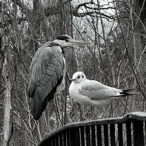 A gray heron and a seagull stand facing each other and very close on a bridge railing like an old couple.