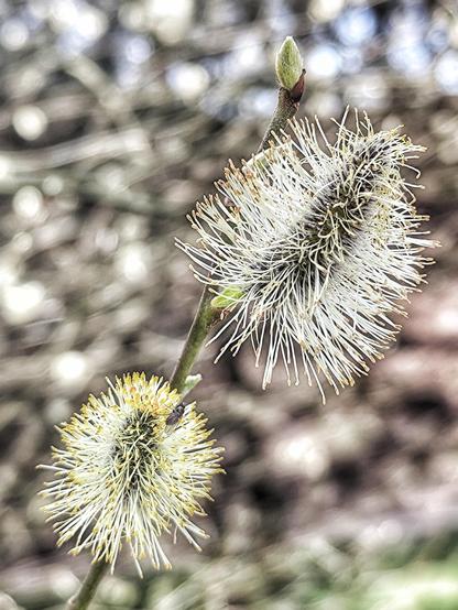 Zwei Blüten einer Salweide vor diffusem Hintergrund.