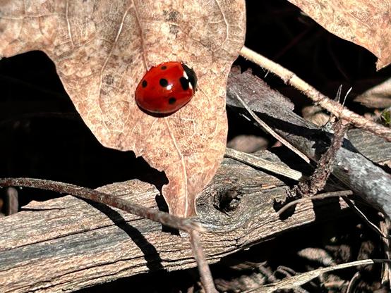 A small roundish beetle with black-spotted red elytra over a black body with white spots, perched on a mottled brown dried leaf amidst sticks on the forest floor.