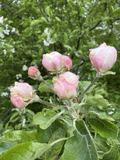 Wilde Apfelblüten