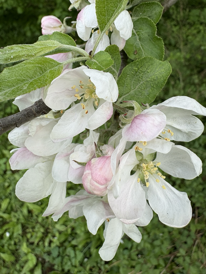 Wilde Apfelblüten