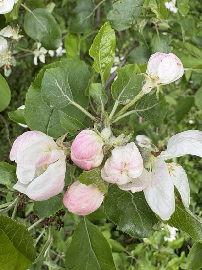 Wilde Apfelblüten