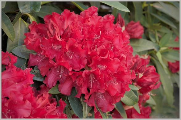 A vivid red cluster of blooms from a large Rhododendron tree..