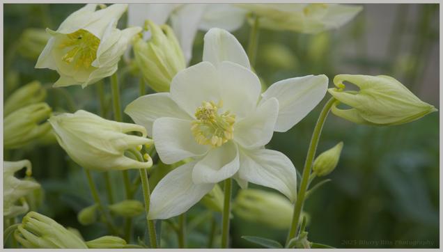 A closeup view on a white Columbine flower. Little yellow pollen glands contrast with the white flower, and we see several more flowers in the background just beginning to open