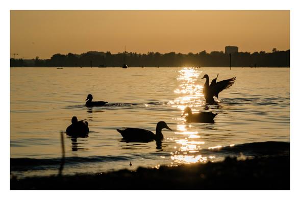 Foto im Querformat. Fünf Enten schwimmen auf einem See in der Nähe des Ufers. Es ist bald Sonnenuntergang, alles ist in goldenes Licht getaucht. Die Sonne ist außerhalb des Bildes, spiegelt sich aber in einem Strahl auf dem Wasser. Zwei Enten sind auf dieser Spiegelung, eine davon breitet gerade ihre Flügel aus und flattert. Die Enten sind nur als Silhouetten zu erkennen, ebenso die Landschaft am gegenüberliegenden Ufer.