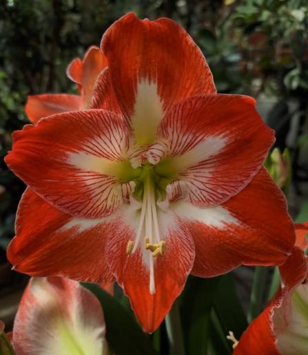 eine eher flache Blüte mit drei breiten, leicht spitz auslaufenden Blütenblättern in einer Dreiecks-Anordnung in der unteren "Reihe" und darüber ebenfalls drei weitere Blütenblätter, etwas kleiner in einem umgekehrten Dreieck angeordnet, so dass sie sich überlappen und eine sechsspitzige Blüte bilden. Die Blütenblätter sind kräftig rot, wobei es ein etwas hellerer Rotton ist. Von der Blütenmitte jedoch geht ein weißer dicker Strich aus, der sich nach oben hin verjüngt und es jedoch nicht bis zu Blütenspitze schafft. In dem unteren Bereich der Blütenblätter ist das Weiß von feinen roten, wie Adern wirkenden Strichen durchzogen. Die langen Staubfäden neigen sich nach unten.