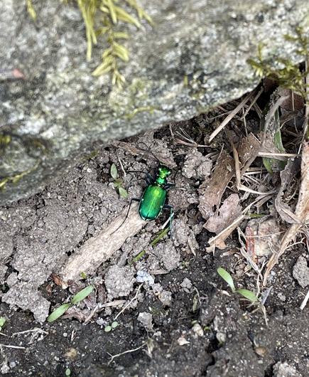 Looking down onto an extremely metallic looking emerald green beetle in a small clump of dirt along a stone wall. It looks more like jewelry or a toy than a living organism.