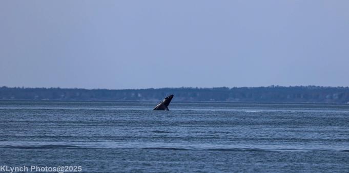 Finally got a Whale breaching from the beach